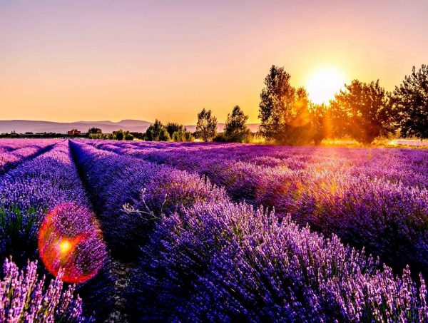 rancho-lavanda_000-1.jpg